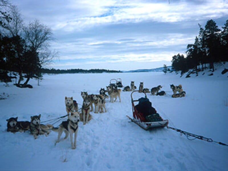 Initiation à la Conduite de Chiens de Traîneaux dans le Vercors